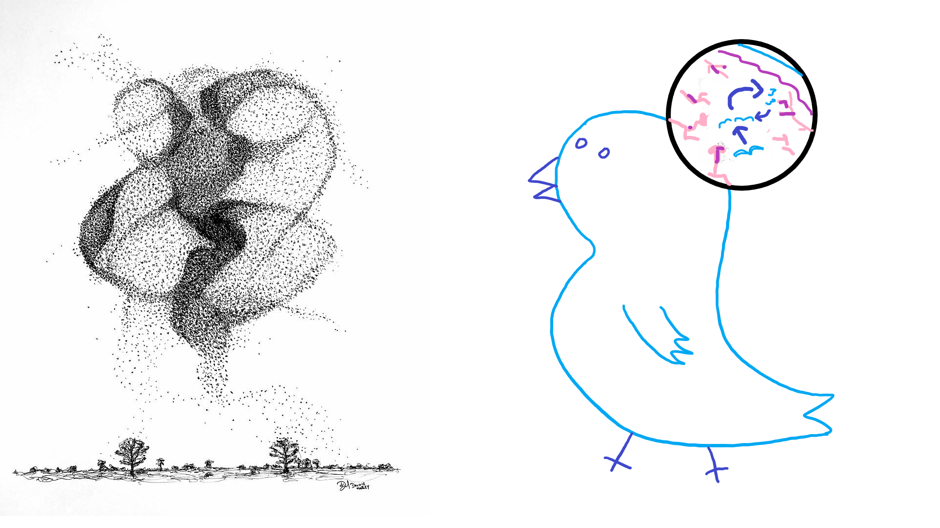 bird murmuration